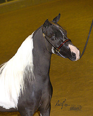 Mocha's Cherokee Angel Feather